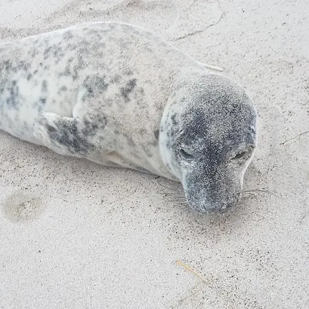 Fiskerhuset בית נופש Agger