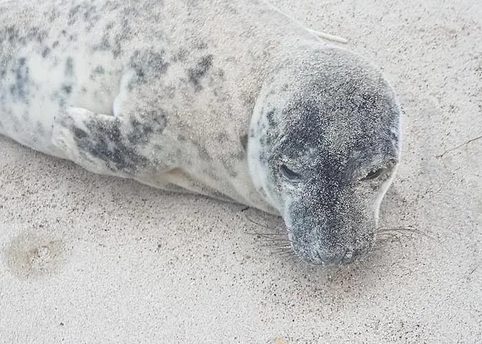Fiskerhuset Ferienhaus Agger